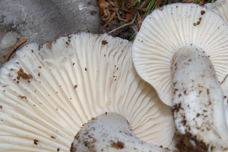 Finalmente li ho trovati.